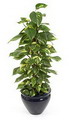 Epipremnum aureum